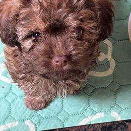 Toby - Brown male Russian Tsvetnaya Bolonka puppy in Helton, Kentucky from Castlebar