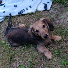 AKC - Jethro - 1900 - Chocolate and cream male Dachshund puppy in Albertville, Alabama from Jana Rae's
