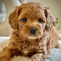 Tart - Red female Cockapoo puppy in Palm Beach County, Florida from Benji’s Cockapoos