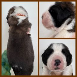Brown - Mahogany and white male Saint Bernard puppy in Ladysmith, Wisconsin from Northwoods Saint Bernards