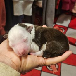 Comet - Red tri male Toy Australian Shepherd puppy in Crooksville, Ohio from West View Toy Aussies