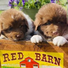 Karakachan Puppies from DeMaria Farm