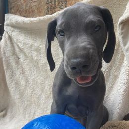 Great Dane Puppies from De Leon Danes