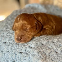 Suede - Caramel red male Australian Labradoodle puppy in Dawson, Georgia from Still Pond Australian Labradoodles