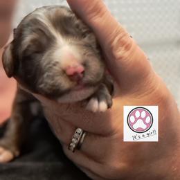 Beth - Blue merle female Bernedoodle puppy in Lafayette, Alabama from Williams Lake Doodles