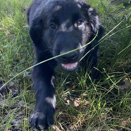 Skillet - Black female Flat-Coated Retriever puppy in Park Rapids, Minnesota from Catori