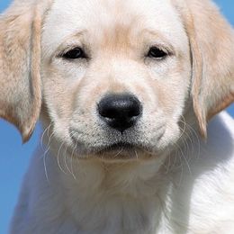 Labrador Retrievers from Granitehill Labradors