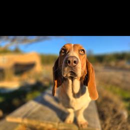 Coco - Basset Hound