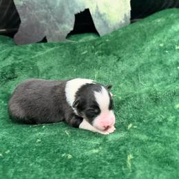 Reiner - Black tri-color female Australian Shepherd puppy in Vernal, Utah from Dancing M Kennels