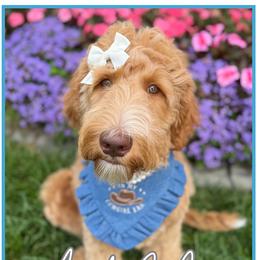 Cove - Apricot female Goldendoodle puppy in Waterford, Michigan from Oh My Doodness!