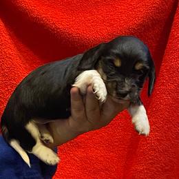 Boots AKC full rights - Black and cream male Dachshund puppy in Elizabethtown, Kentucky from Teeny Tiny Puppy Tails
