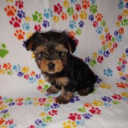 Yorkshire Terrier puppies from Puppy Kisses