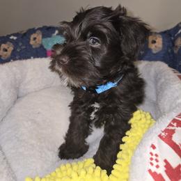 French Bulldog and Miniature Schnauzer Puppies from Olivia's Miniature Schnauzer's and French Bulldogs