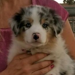 Australian Shepherds from Tinseltown Aussies