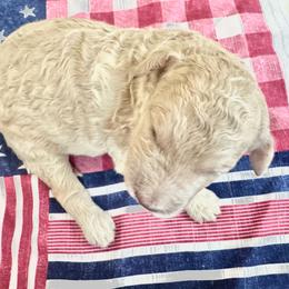 Theodosia - Cream female Goldendoodle puppy in Tybee Island, Georgia from Castaway Doodles