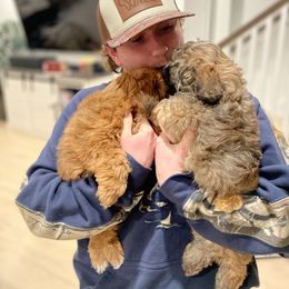 Havanese and Havapoo Puppies from Ladypawspuppies