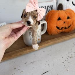 Martini - Apricot female Cavapoo puppy in Mesa, Arizona from Pedersendoodles