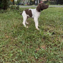 German Shorthaired Pointer Puppies from Rustic Creek Farms