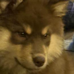 Finnish Lapphund puppies from ThunderPaws