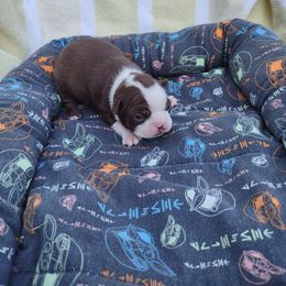 Girl 3) Clio - Seal and white female Boston Terrier puppy in Mesa, Arizona from Lehi Valley Boston Terriers