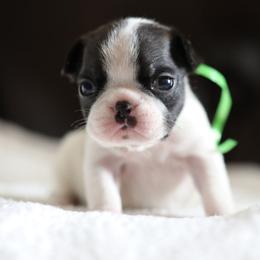 Green Collar - White and brindle female French Bulldog puppy in Wichita, Kansas from Phantasticus French Bulldogs