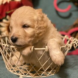 Goldendoodle Puppies from Toneytails Doodles