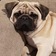 Hanz - Pug