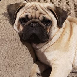 Hanz - Pug