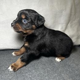 Hazel - Black female Miniature Australian Shepherd puppy in Mill Spring, North Carolina from Adair Acres Aussies