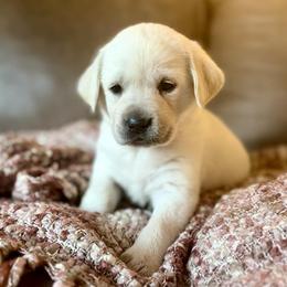 Aspen - Yellow female Labrador Retriever puppy in Sweet Home, Oregon from Snowpeak English Labradors