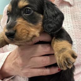 Number 1 - Bear - Black and tan male Dachshund puppy in Lafayette, Indiana from Tippecanoe Mini Dachshund