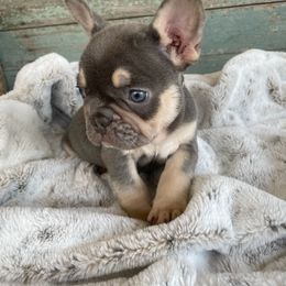 French Bulldog Puppies from Southern Dreams Farm, LLC