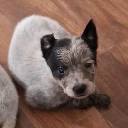 Gimli (AKC) Docked Tail - Blue female Australian Cattle Dog puppy in Marana, Arizona from Impact 3rd Australian Cattle Dogs