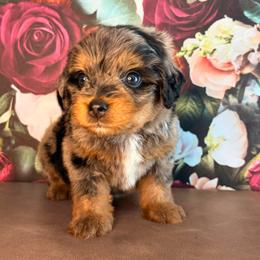 Samoa - Merle female Bernedoodle puppy in Travelers Rest, South Carolina from Bernedoodle.do