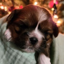 Rudy - Sable and white male Shih Tzu puppy in Wolcottville, Indiana from Ducky's Doodles