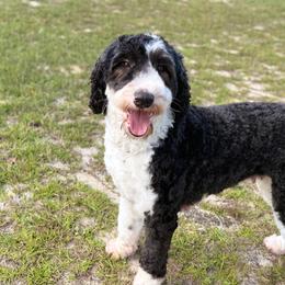 Fallon - Sheepadoodle