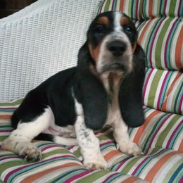 Basset Hounds from Haus's Hound Town