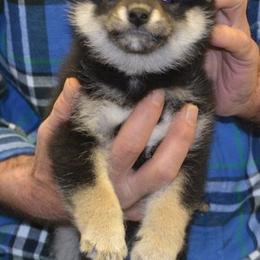 Shiba Inu and Yorkshire Terrier Puppies from Royal Kennels
