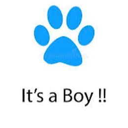 Boy 1 - Red merle male Aussiedoodle puppy in Four Oaks, North Carolina from RoseWest Farms