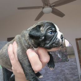 Savanna - Brindle female Companion Cross puppy in Fort Myers, Florida from Legends Frenchton's, French Bulldogs ,Boston Terriers, Reindeer chihuahuas & French Bullhuahua's