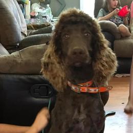 Poodles from Frogges Standard Poodles