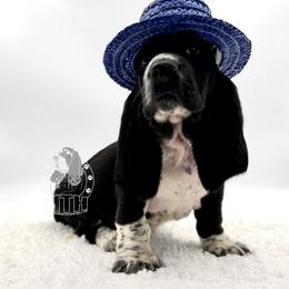 Rose - Black and white female Basset Hound puppy in Dingess, West Virginia from Tuckers' Howling Hounds