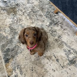 Dachshund Puppies from M & L Doxies