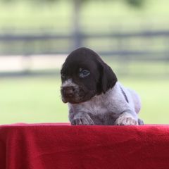 Boy 4 - Liver and white male German Wirehaired Pointer puppy in Reddick, Florida from Afterhours German Wirehaired Pointers and Basset Fauve de Bretagne