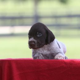 Boy 4 - Liver and white male German Wirehaired Pointer puppy in Reddick, Florida from Afterhours German Wirehaired Pointers and Basset Fauve de Bretagne