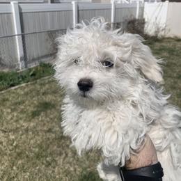 Ruby - Maltese