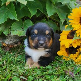 Micky - Black tri male Miniature Australian Shepherd puppy in Sandown, New Hampshire from Ashby Lou Aussies