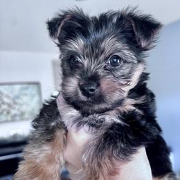 Oliver - Black and tan male Yorkshire Terrier puppy in Antioch, Nevada from Precious Puppies