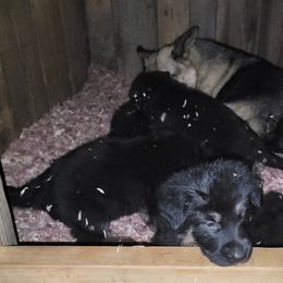 German Shepherd Puppies from Cornil Dariy