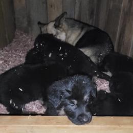 German Shepherd Puppies from Cornil Dariy
